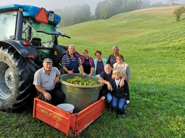 Fotografija: V prvi rundi so nabrali za 200 litrov muškatov, ki bodo dozorevali za sortno vino. FOTOGRAFIJI: Oste Bakal
