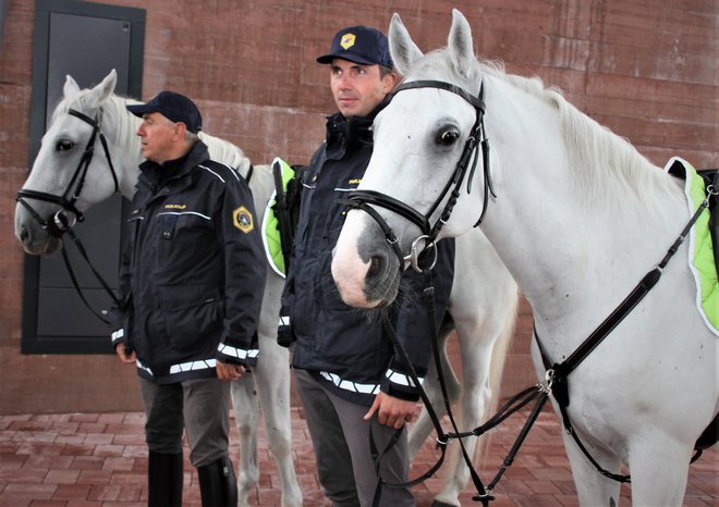 Policista sta tudi lipicanca.
