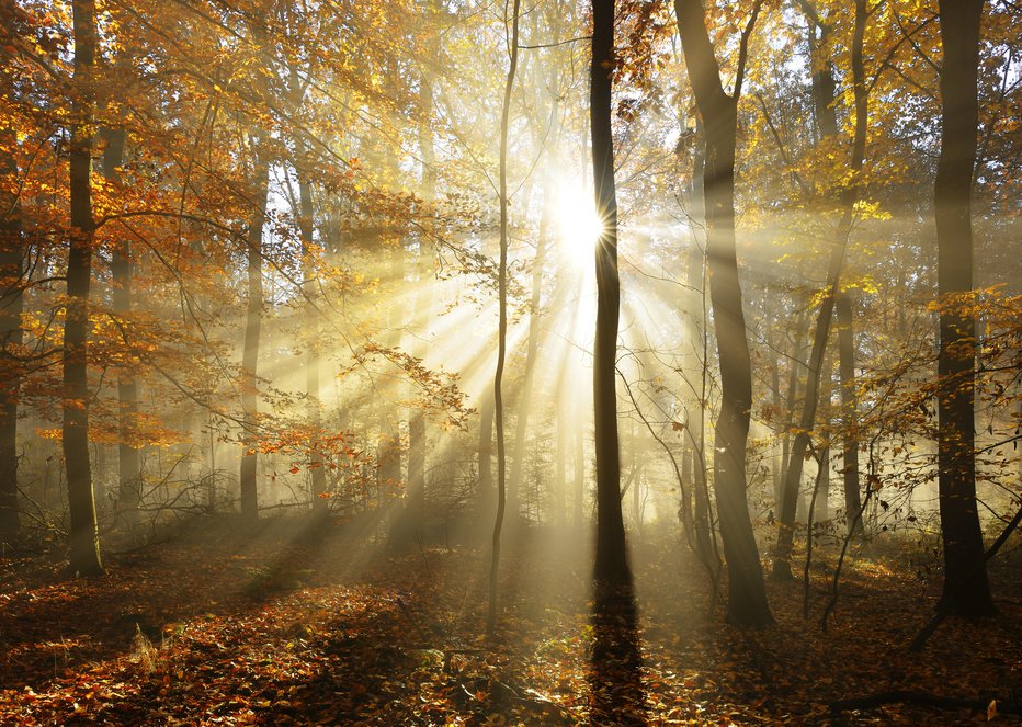 Fotografija: Deciduous Forest of Beech Trees with Leafs Changing Colour Illuminated by Sunbeams through Fog