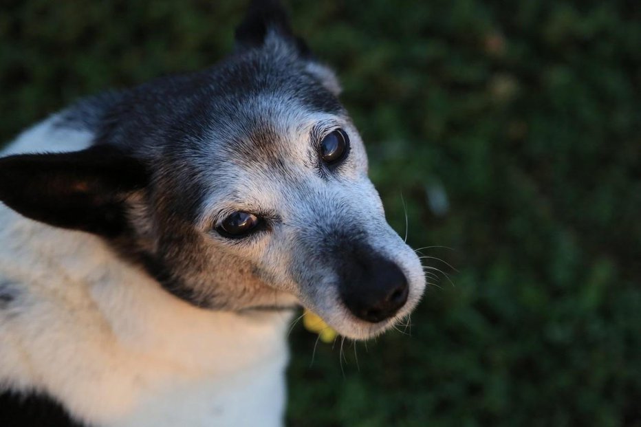 Fotografija: Poginila je Pebbles, najstarejša psička na svetu. FOTO: Profimedia
