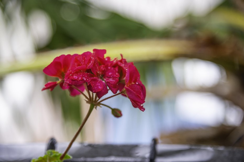 Fotografija: Ko zunanje temperature upadejo pod deset stopinj, morajo pelargonije na zimsko spanje. FOTO: Kornyeyeva, Getty Images
