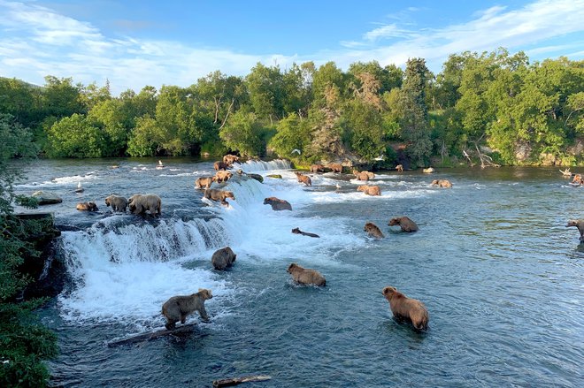 Medvedje na Aljaski so že pripravljeni na zimo. FOTO: Mark Kostich/Getty Images
