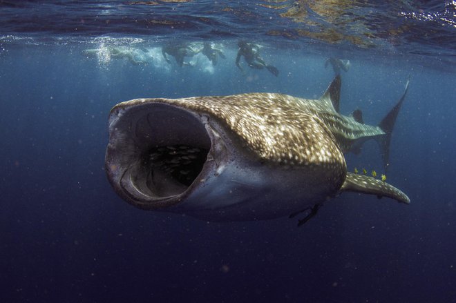 Daleč najtežji od vseh je kitovec. FOTO: Indianoceanimagery/Getty Images
