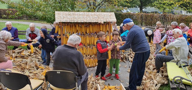 Ruženje koruze. FOTO: Matija Puškarić
