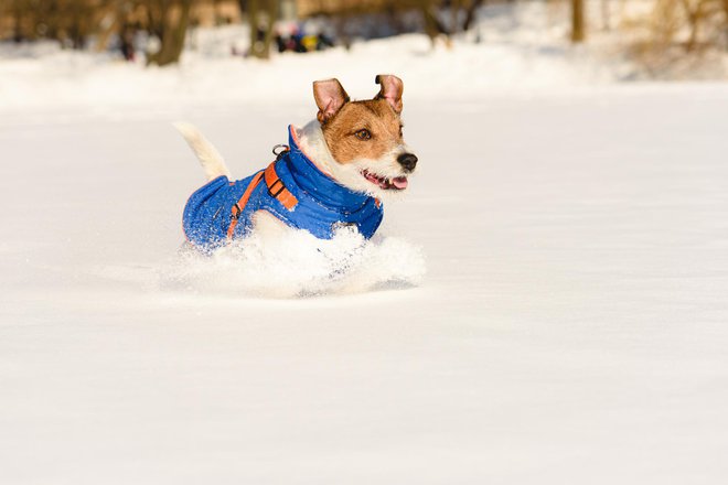 Tudi vaš pasji ljubljenec mora biti pripravljen na snežne razmere! FOTO: Alexei_tm, Getty Images
