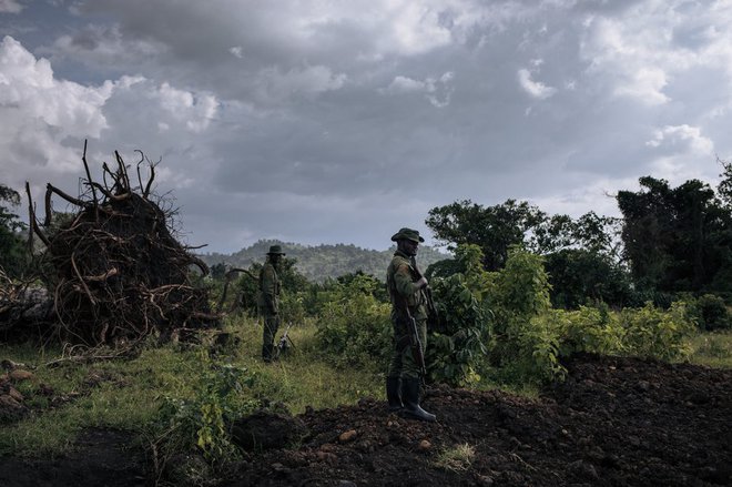 Čuvaji nacionalnega parka Virunga v Kongu varujejo svoje naravno bogastvo.
Foto: Alexis Huguet/Getty Images
