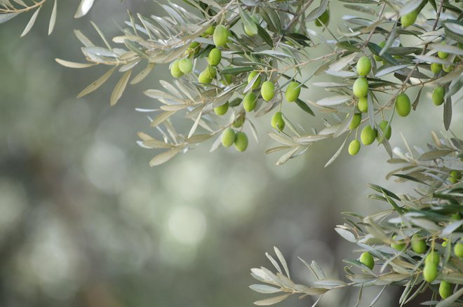 Young green olives hang on branches against an olive grove background