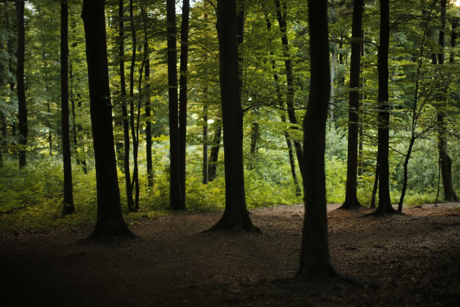 Fotografija: Fotografija je simbolična. FOTO: Jure Eržen, Delo
