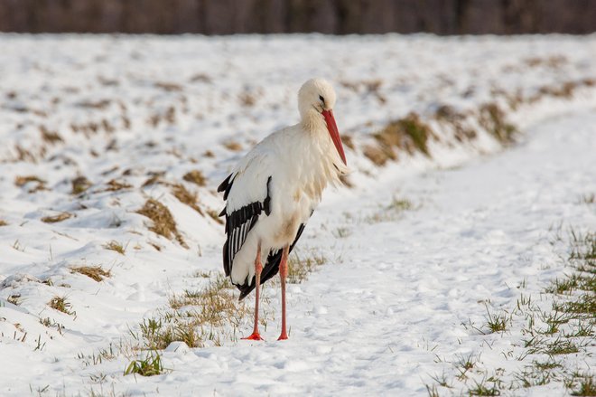 Pri nas v milih zimah najdejo dovolj hrane za preživetje, pri debeli snežni odeji lahko stradajo. FOTO: Klaus Brauner/Getty Images
