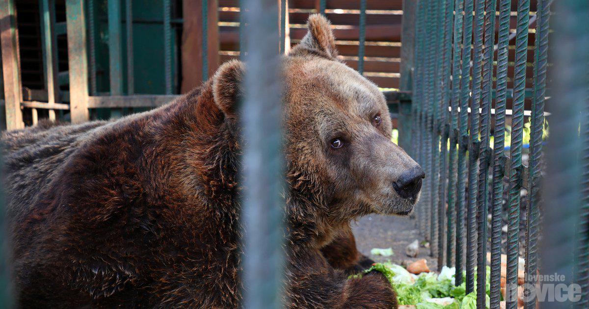 Ha trascorso la maggior parte della sua vita in cattività, ora l’orso è libero dopo 20 anni