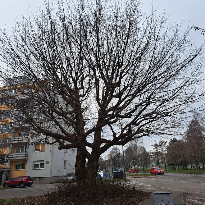 Kavkaški krilati oreškar ob križišču Linhartove, Knobleharjeve in Fabianijeve ulice v Ljubljani FOTO: MARIJA MICA KOTNIK
