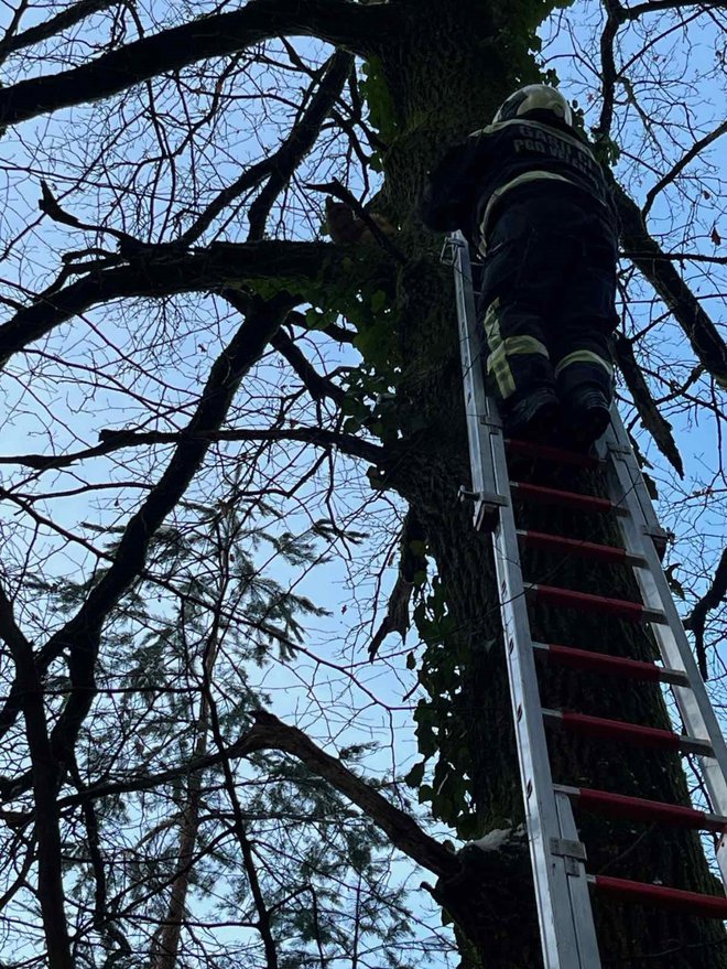 Velenjski gasilci in prometni policisti iz Celja so pomagali mucku. FOTO: PU Celje
