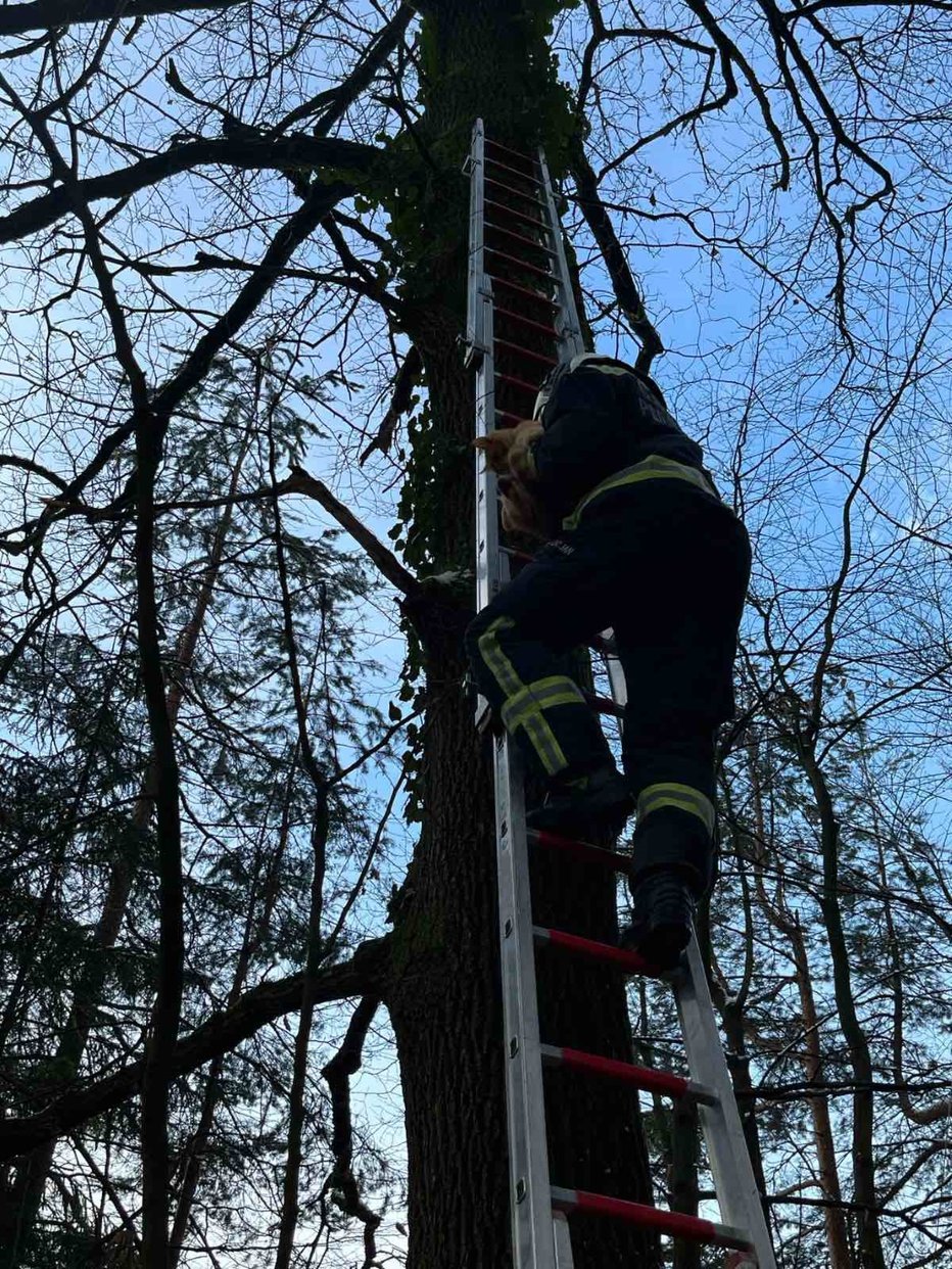 Fotografija: Tako so rešili muca, ki je pogumno splezal na drevo, z njega pa sam ni upal. FOTO: PU Celje
