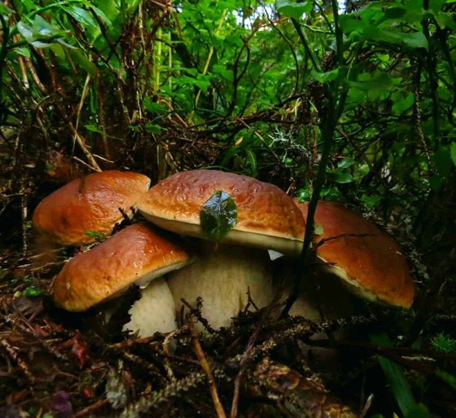 Jesenski gobani. FOTO: Rok, bralec poročevalec
