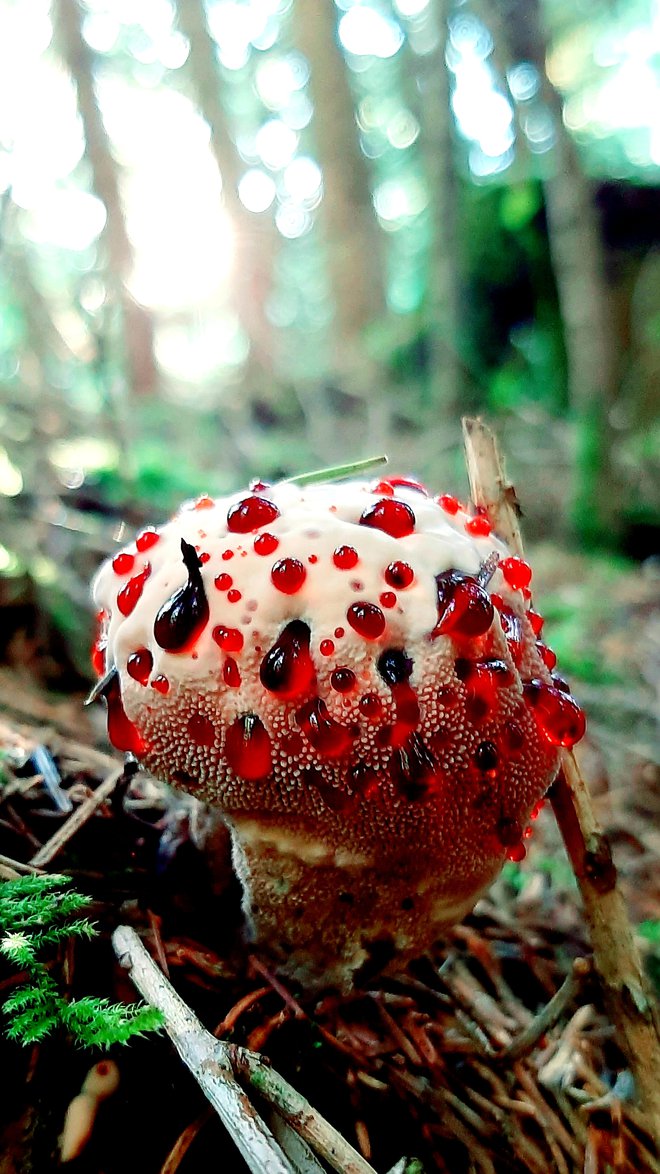 Mlada peckova ježevka. FOTO: Rok, bralec poročevalec
