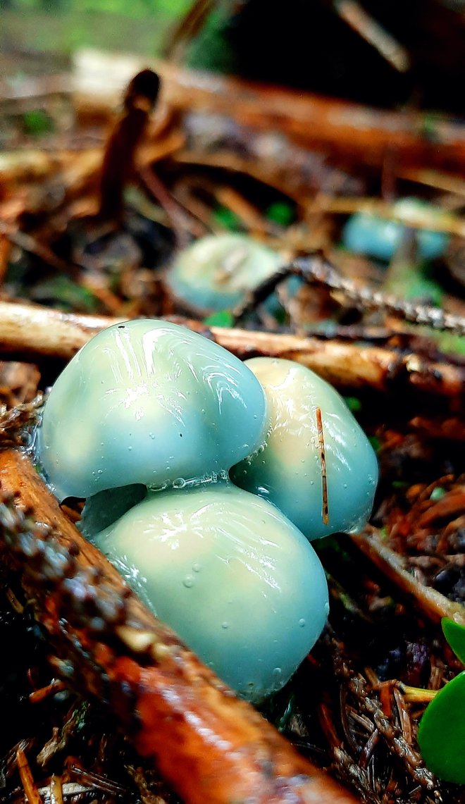 Zelenkasta strniščnica. FOTO: Rok, bralec poročevalec
