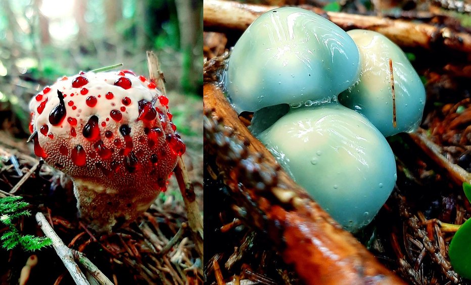 Fotografija: Mlada peckova ježevka in zelenkasta strniščnica. FOTO: Rok, bralec poročevalec
