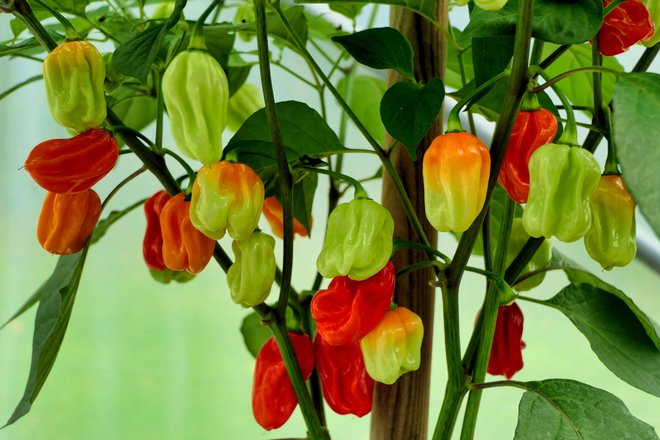 Habanero čiliji so tudi pri nas izjemno priljubljeni. FOTO: Plazaccameraman/Getty Images
