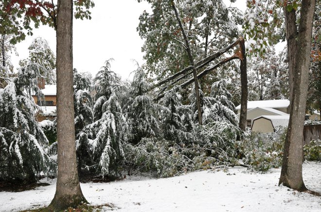 Za snegolom so najbolj občutljivi iglavci, saj se moker sneg prijema na iglice. FOTO: Tinabelle/Getty Images
