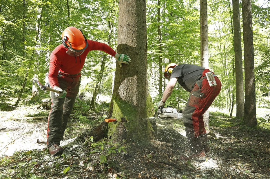 Fotografija: Fotografija je simbolična. FOTO: Leon Vidic, Delo
