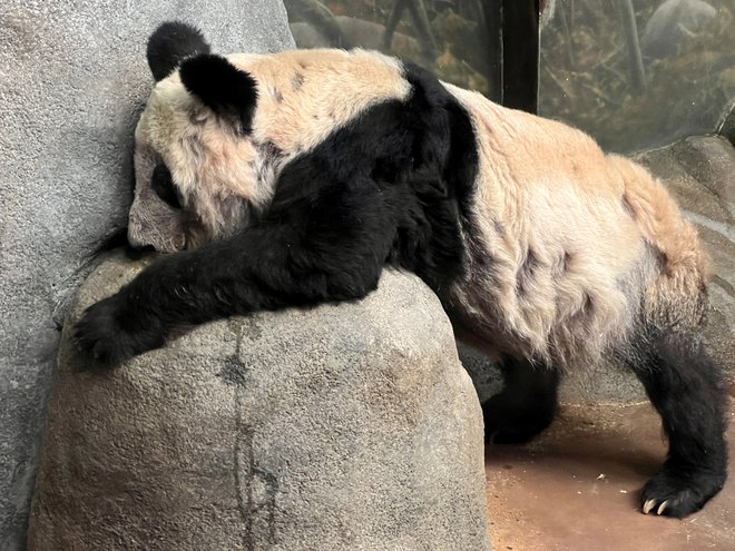 Ob slovesu od priljubljenih varovank se je zbralo več tisoč ljudi. FOTO: Karen Pulfer Focht Reuters
