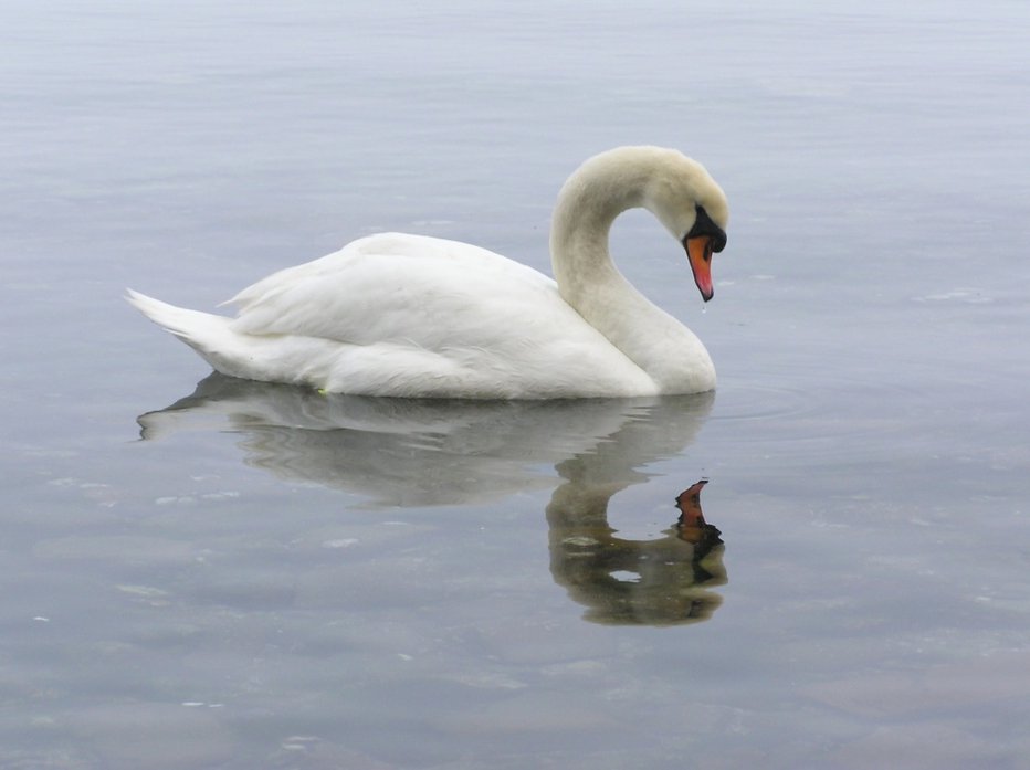 Fotografija: V Sloveniji je potrjena visoko patogena aviarna influenca podtipa H5N1 pri labodih grbcih (Cygnus olor). Foto: Eva Vukelič
