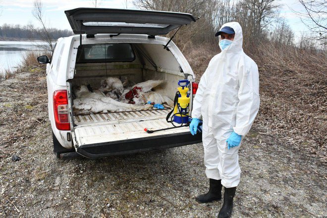 Posredoval je strokovnjak veterinarsko higienske službe. Foto: Oste Bakal
