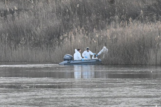 Nekaj labodov so pobrali z gladine, nekaj na bregu. Foto: Oste Bakal
