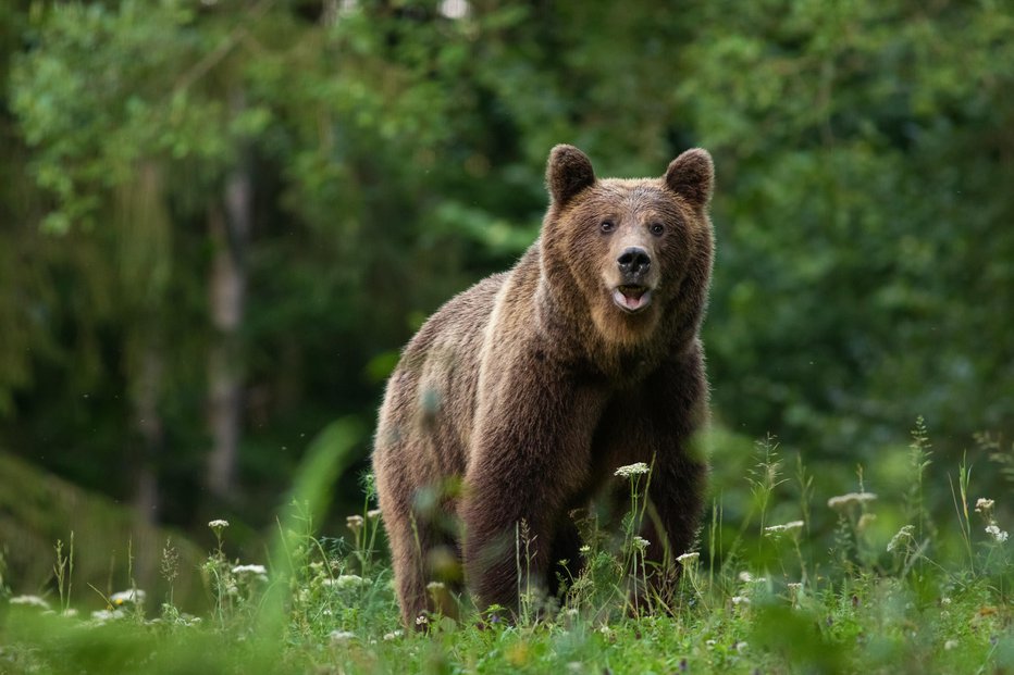 Fotografija: Naravovarstveniki se zavzemajo za namestitev sledilne ovratnice. Fotografija je simbolična. FOTO: Drdjjanek, Getty Images