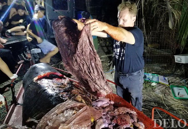 V želodcu kljunastega kita je bilo kar 40 kilogramov plastike. FOTO: AFP
