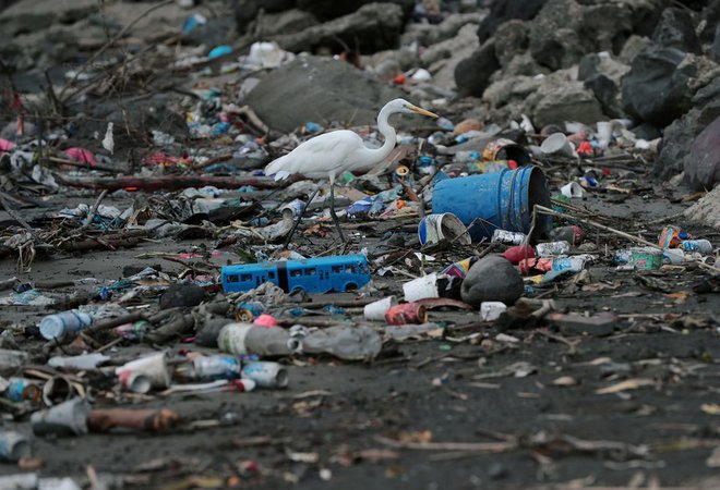 Ptice po vsem svetu vse bolj ogroža odpadna plastika tako v vodi kot na kopnem. FOTO: Eric Marciscano/Reuters
