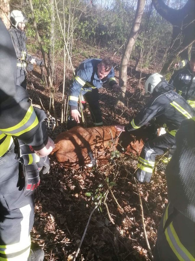 Gasilci so telici pomagali na suho in v domači hlev. FOTO: Pgd Lenart
