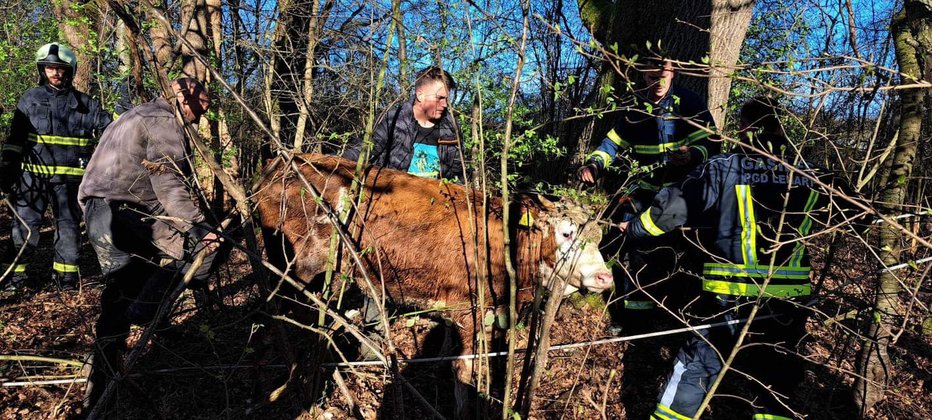 Fotografija: Gasilci so telici pomagali na suho in v domači hlev. FOTO: Pgd Lenart
