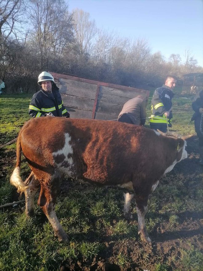 Gasilci so telici pomagali na suho in v domači hlev. FOTO: Pgd Lenart
