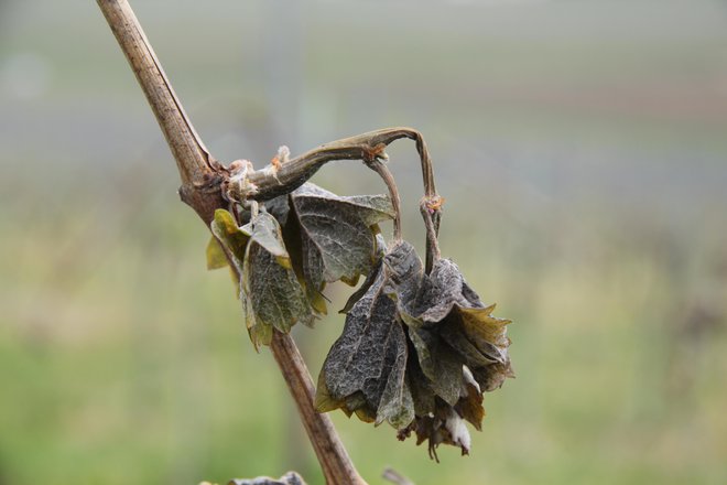 Tudi vinogradniki trepetajo pred močjo narave. FOTO: Jože Pojbič