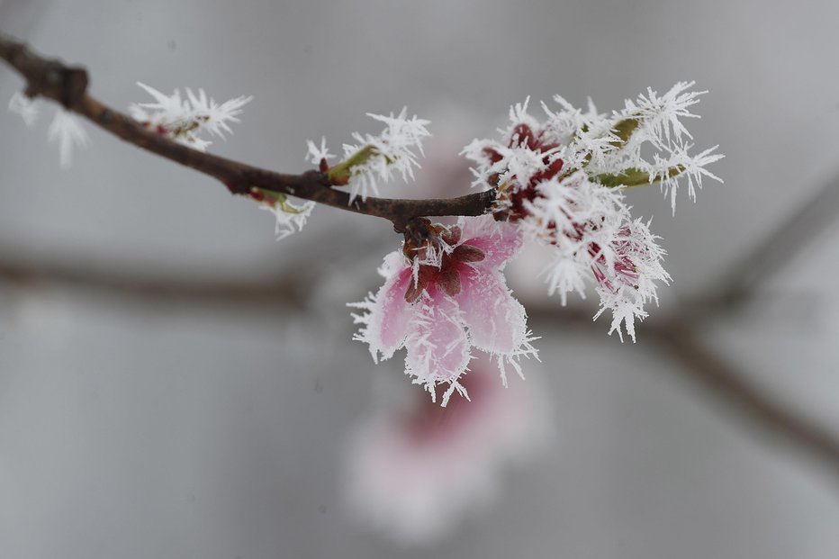 Fotografija: V nasledjnih dneh velika nevarnost pozebe. FOTO: Leon Vidic, Delo