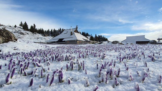 Fotografija: Žafrani naznanjajo pomlad. FOTO: ALENKA KVEDER