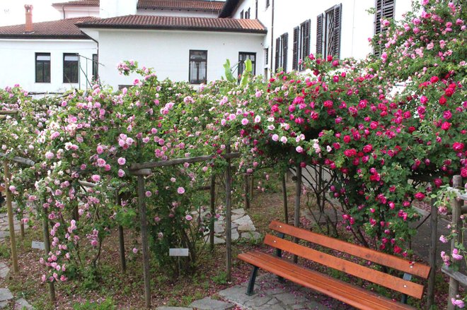 Vrtnica je simbol mesta. FOTO: Sabina Šegula