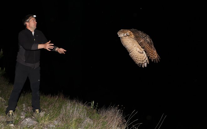 Tomaž Mihelič po namestitvi telemetrije izpušča sovo uharico. FOTO: Gaber Mihelič