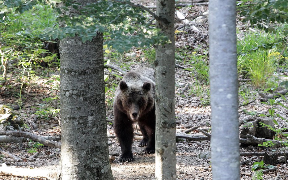 Fotografija: S pretvarjanjem, da ste mrtvi, medvedu pokažete, da niste grožnja. FOTO: Ljubo Vukelič