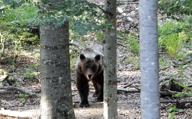 Ob srečanju s človekom se praviloma umakne. FOTO: Ljubo Vukelič