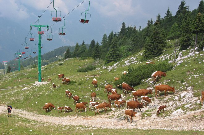 Živino so že prignali. FOTO: PRIMOŽ HIENG