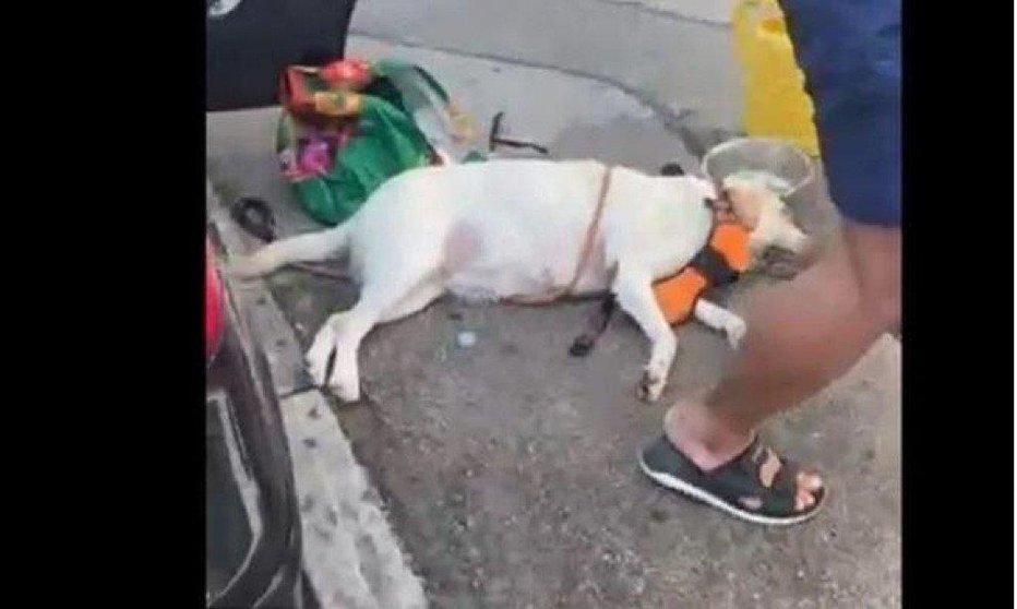 Fotografija: Belega labradorca so poskušali rešiti s polivanjem z vodo in so ga odpeljali do veterinarja. FOTO: Blijesak.info