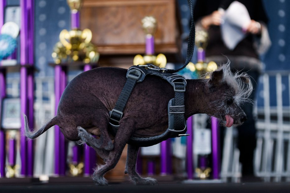 Fotografija: Naučil se je hoditi po prednjih nogah. FOTOGRAFIJI: Philip Pacheco/Afp