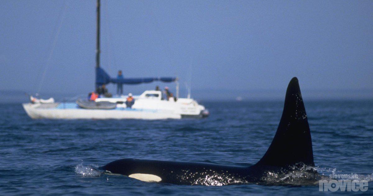 O que está acontecendo com as orcas?  Ultimamente eles estão se tornando agressivos