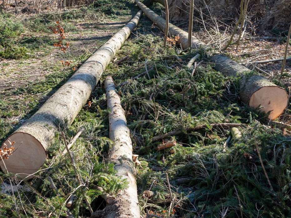 Fotografija: Fotografija je simbolična. FOTO: Animaflora Getty Images/istockphoto