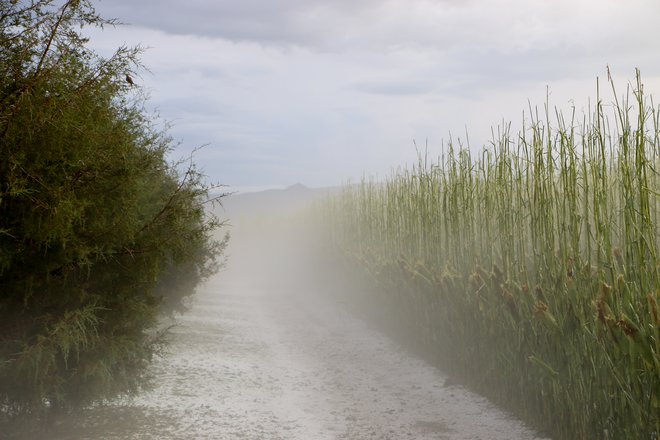 Po hudih poškodbah, ki jih povzroči toča, običajno ni pomoči. FOTO: Undefined Undefined/getty Images Getty Images/istockphoto