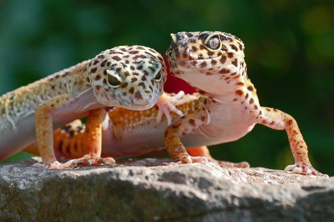 Leopardji gekoni so med najbolj priljubljenimi. FOTO: Getty Images/iStockphoto