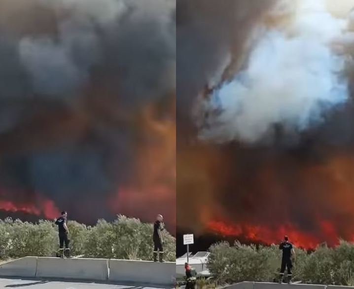 Fotografija: Gori gozd in nizko rastlinje. FOTO: Zaslonski Posnetek/youtube