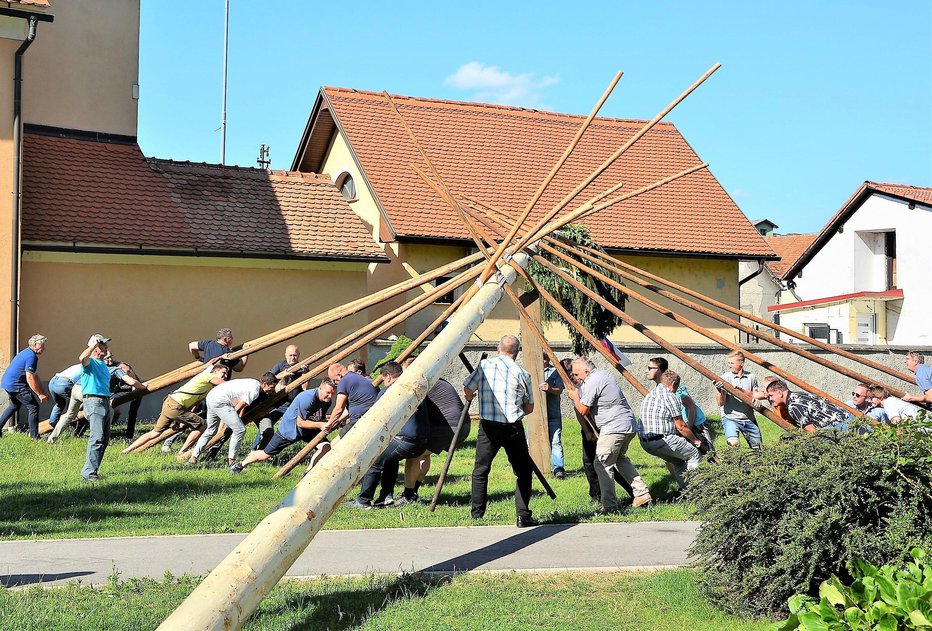 Fotografija: Začetek dvigovanja okrog 30 metrov visokega mlaja pod vodstvom hmeljskega starešine Janeza Oseta. FOTO: Darko Naraglav